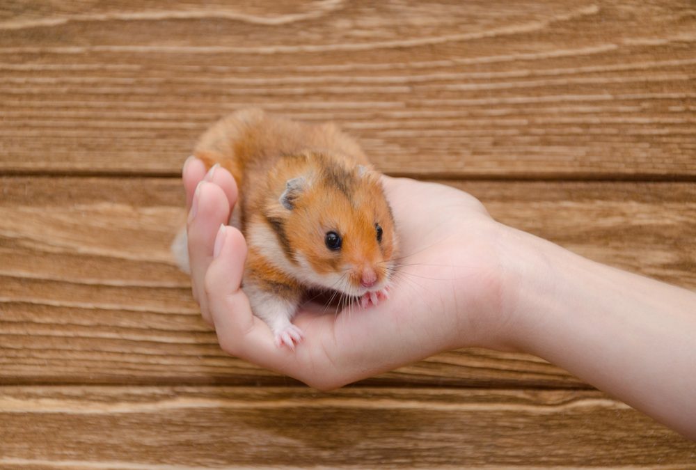 The Joys and Responsibilities of Having a Hamster as a Pet