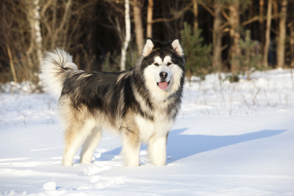 Sled Dog Breeds: History, Characteristics, and What Makes Them Exceptional