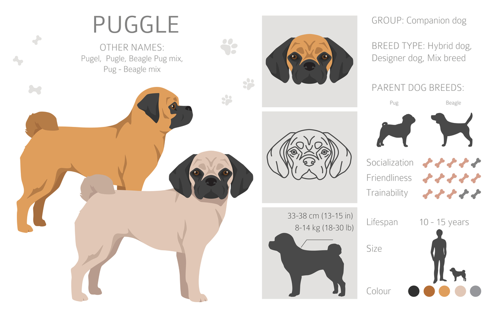 Puggle Dog Breed Guide: What to Know About This Lovable Pug-Beagle Mix