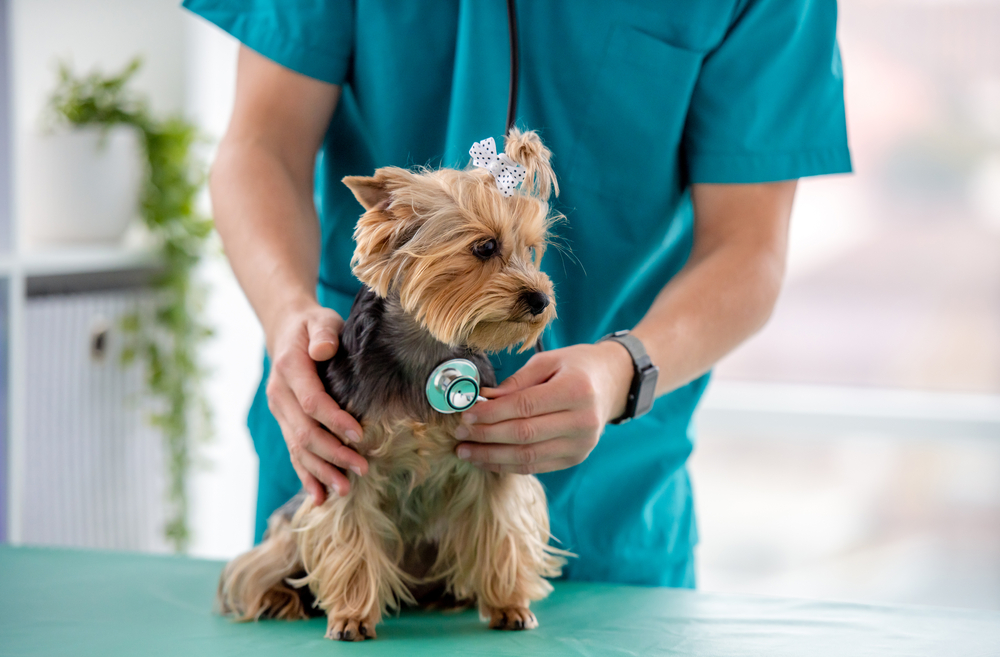 Canine Parvovirus: Symptoms, Treatment, and Prevention Every Dog Owner Must Know