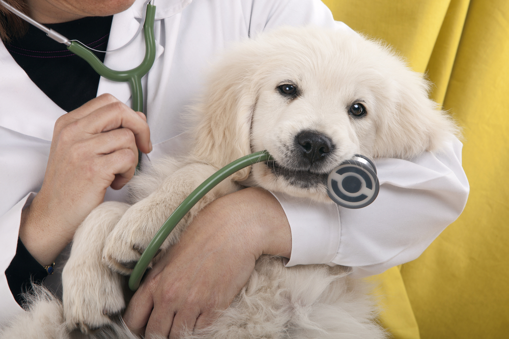 Understanding Canine Diabetes: Symptoms, Causes, Treatment, and Care for Dogs with Diabetes