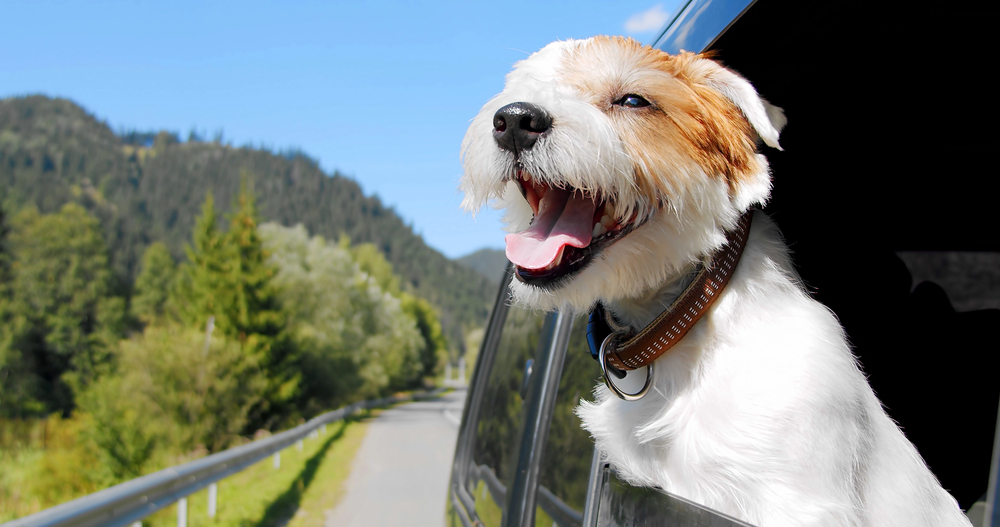 Why Do Dogs Like to Stick Their Heads Out of Car Windows? The Science and Safety Behind the Behavior