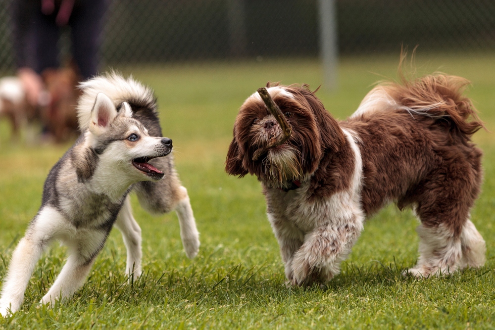 Dog Park Etiquette: Essential Rules Every Pet Owner Should Know